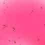 Rosa 2
